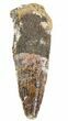 Bargain, Juvenile Spinosaurus Tooth #57538-1